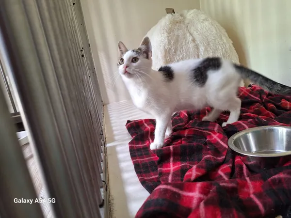 Kot do adopcji, Orzechowce, 7 lipca 2025 (4/5)