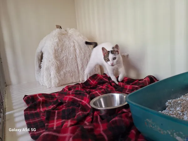 Kot do adopcji, Orzechowce, 7 lipca 2025 (5/5)