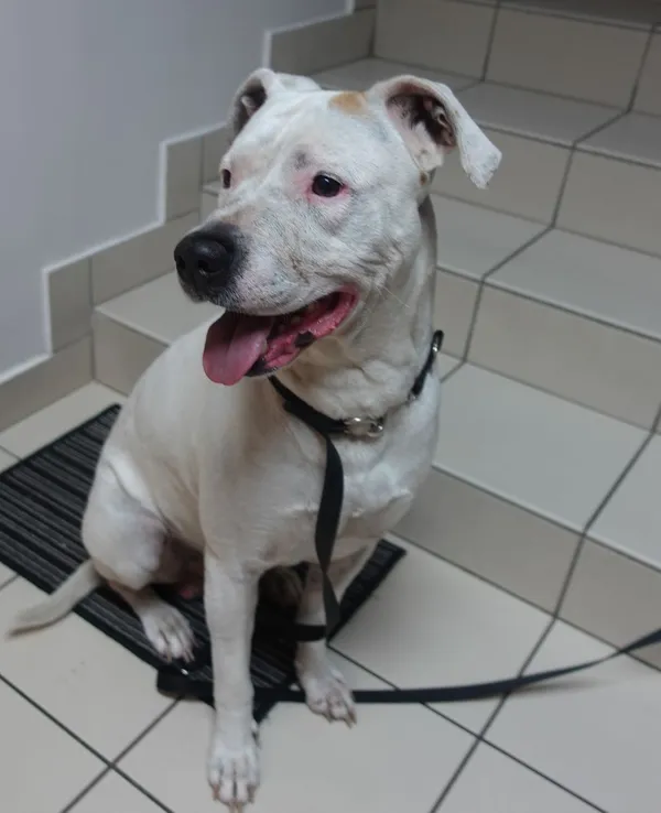 Znaleziono psa, Gdańsk, 8 lipca 2025