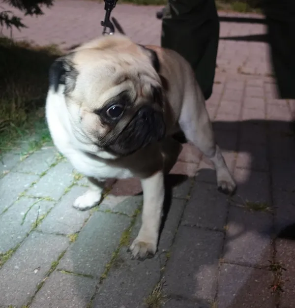 Znaleziono psa, Gdańsk, 8 lipca 2025