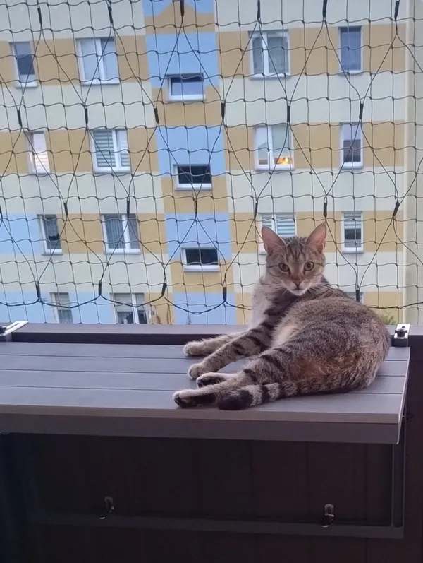 Zaginął kot, Łódź, 8 lipca 2025