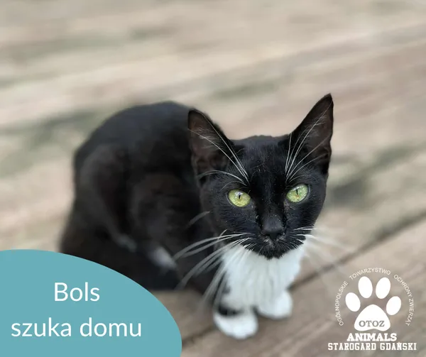 Kot do adopcji, Starogard Gdański, 8 lipca 2025