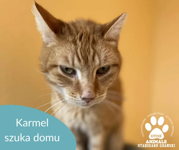 Kot do adopcji, Starogard Gdański, 8 lipca 2025