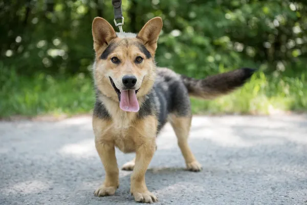 Pies do adopcji, Nowodwór, 7 lipca 2025 (5/5)