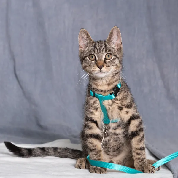 Kot do adopcji, Gdańsk, 8 lipca 2025