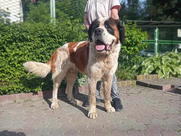 Znaleziono psa, Toruń, 5 lipca 2025