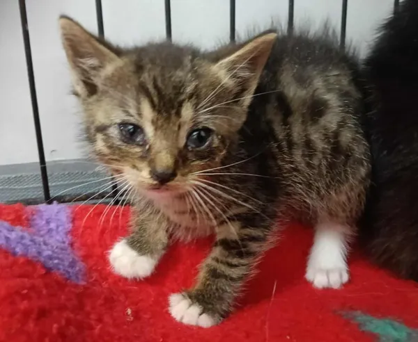 Znaleziono kota, Toruń, 4 lipca 2025