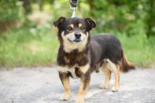 Pies do adopcji, Nowodwór, 7 lipca 2025 (1/5)