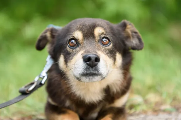 Pies do adopcji, Nowodwór, 7 lipca 2025 (3/5)