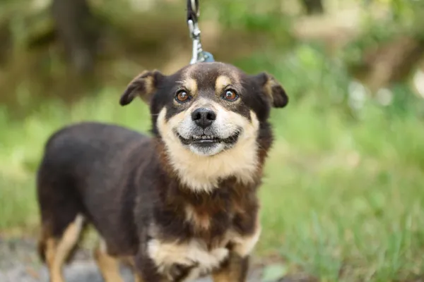 Pies do adopcji, Nowodwór, 7 lipca 2025 (5/5)