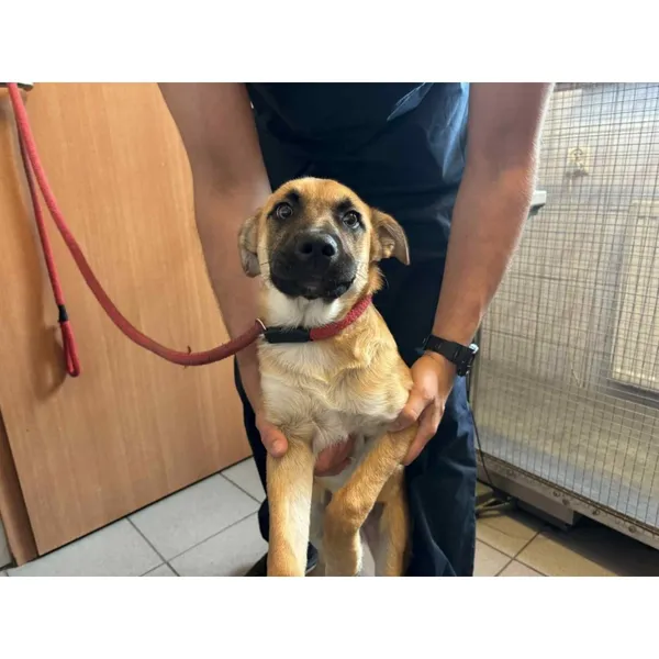 Znaleziono psa, Białystok, 8 lipca 2025