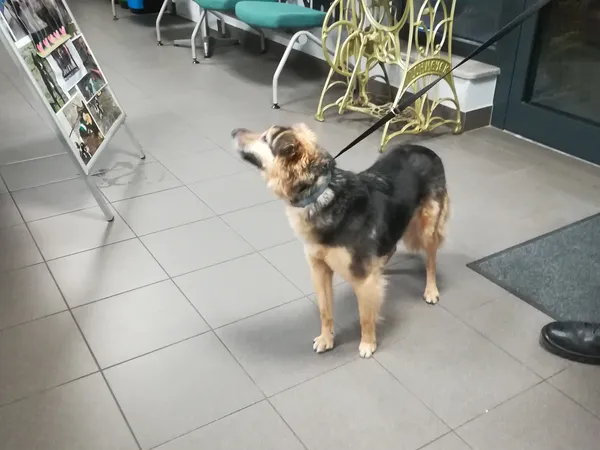 Znaleziono psa, Bydgoszcz, 5 lipca 2025