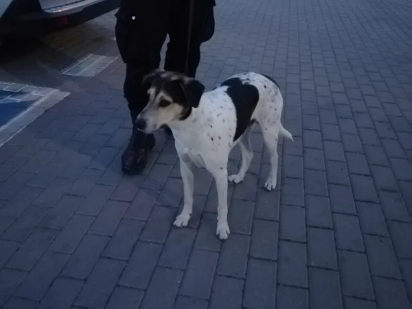 Znaleziono psa, Bydgoszcz, 4 lipca 2025