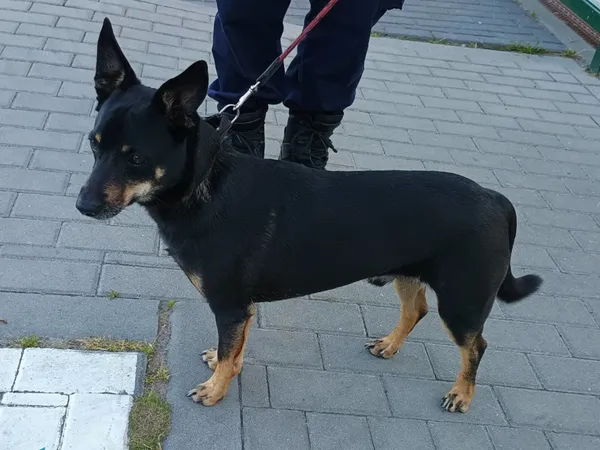 Znaleziono psa, Bydgoszcz, 4 lipca 2025