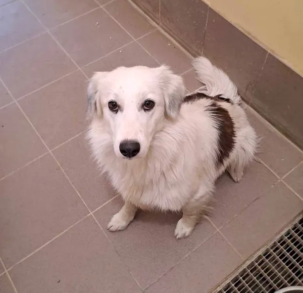 Pies do adopcji, Olsztyn, 21 czerwca 2025