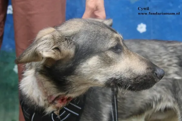 Pies do adopcji, Nowy Dwór Mazowiecki, 8 lipca 2025 (1/5)