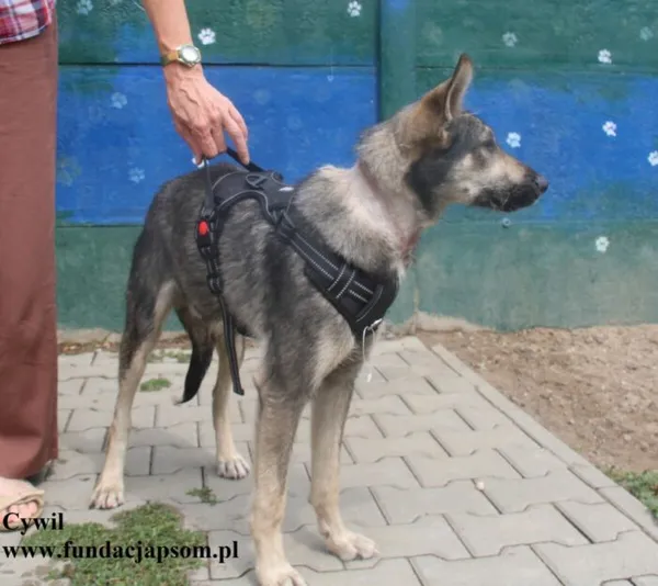 Pies do adopcji, Nowy Dwór Mazowiecki, 8 lipca 2025 (3/5)