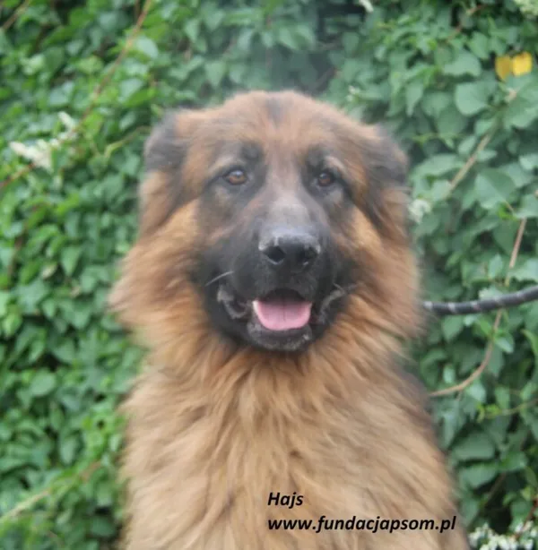 Pies do adopcji, Nowy Dwór Mazowiecki, 8 lipca 2025 (1/5)