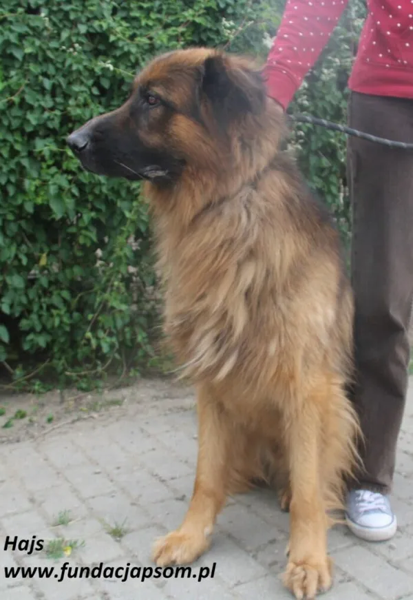 Pies do adopcji, Nowy Dwór Mazowiecki, 8 lipca 2025 (2/5)