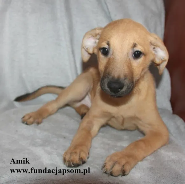 Pies do adopcji, Nowy Dwór Mazowiecki, 8 lipca 2025 (1/5)