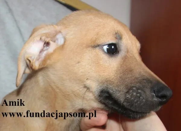 Pies do adopcji, Nowy Dwór Mazowiecki, 8 lipca 2025 (2/5)