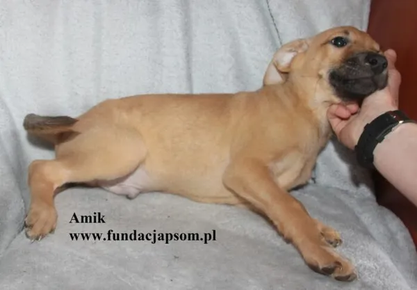 Pies do adopcji, Nowy Dwór Mazowiecki, 8 lipca 2025 (3/5)