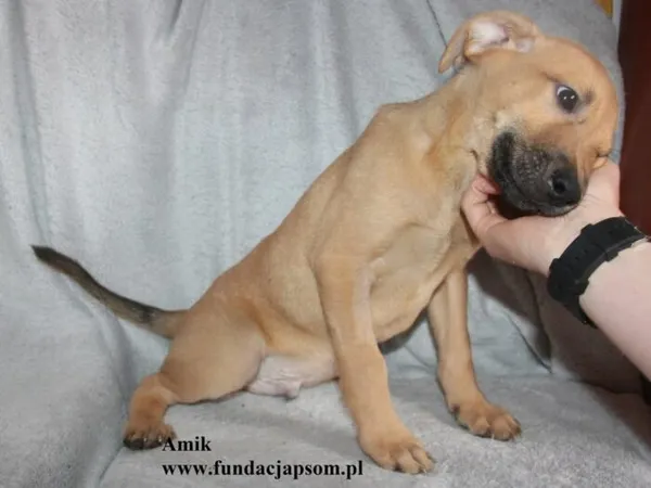 Pies do adopcji, Nowy Dwór Mazowiecki, 8 lipca 2025 (4/5)