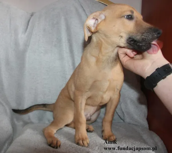 Pies do adopcji, Nowy Dwór Mazowiecki, 8 lipca 2025 (5/5)