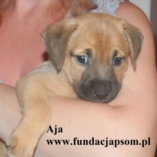 Pies do adopcji, Nowy Dwór Mazowiecki, 8 lipca 2025 (1/5)