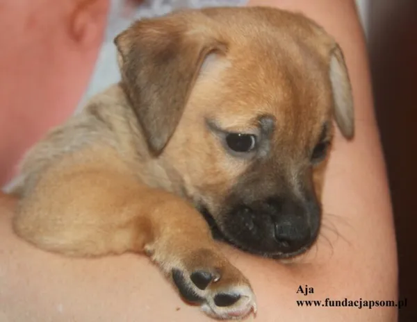 Pies do adopcji, Nowy Dwór Mazowiecki, 8 lipca 2025 (2/5)