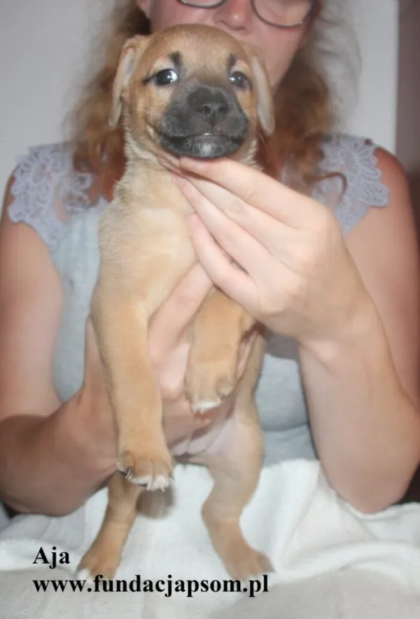 Pies do adopcji, Nowy Dwór Mazowiecki, 8 lipca 2025 (3/5)