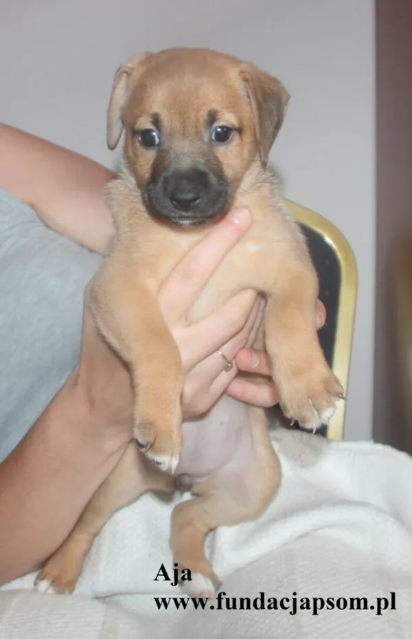 Pies do adopcji, Nowy Dwór Mazowiecki, 8 lipca 2025 (4/5)