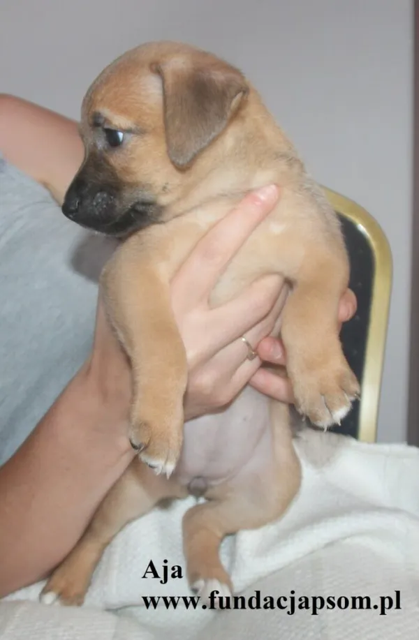 Pies do adopcji, Nowy Dwór Mazowiecki, 8 lipca 2025 (5/5)