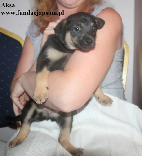 Pies do adopcji, Nowy Dwór Mazowiecki, 8 lipca 2025 (1/4)