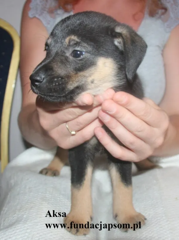 Pies do adopcji, Nowy Dwór Mazowiecki, 8 lipca 2025 (2/4)