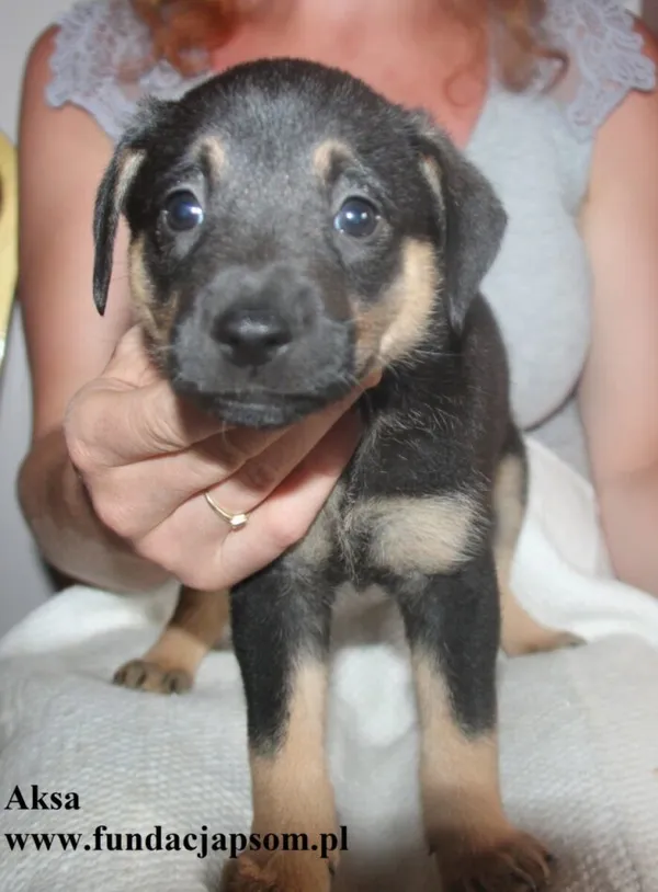 Pies do adopcji, Nowy Dwór Mazowiecki, 8 lipca 2025 (3/4)