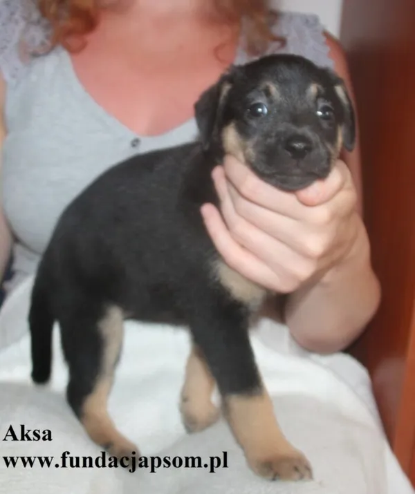 Pies do adopcji, Nowy Dwór Mazowiecki, 8 lipca 2025 (4/4)