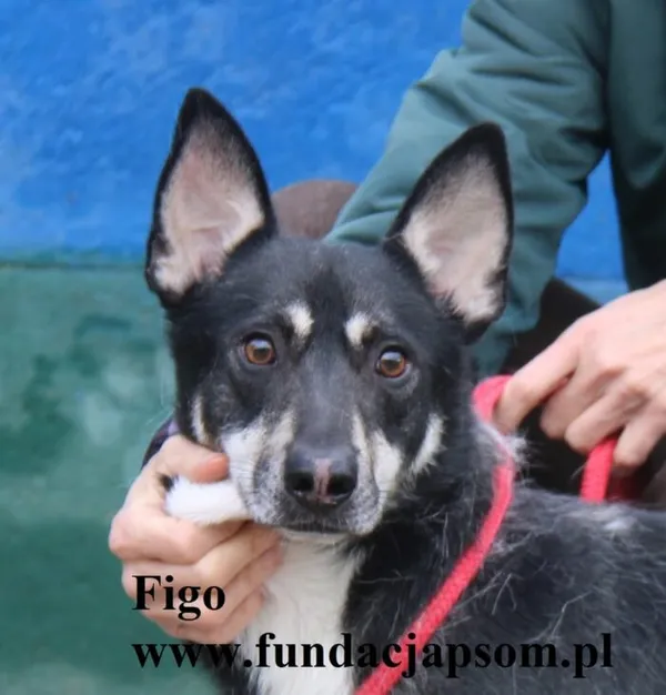 Pies do adopcji, Nowy Dwór Mazowiecki, 25 czerwca 2025 (1/4)