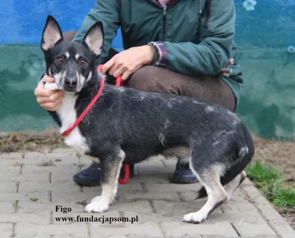 Pies do adopcji, Nowy Dwór Mazowiecki, 25 czerwca 2025 (2/4)