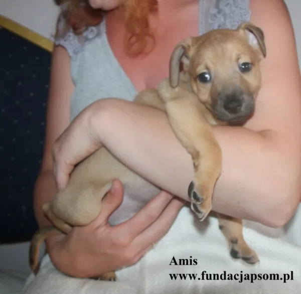 Pies do adopcji, Nowy Dwór Mazowiecki, 8 lipca 2025 (1/5)