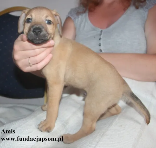 Pies do adopcji, Nowy Dwór Mazowiecki, 8 lipca 2025 (3/5)