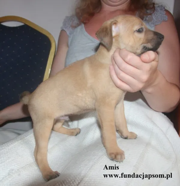 Pies do adopcji, Nowy Dwór Mazowiecki, 8 lipca 2025 (4/5)