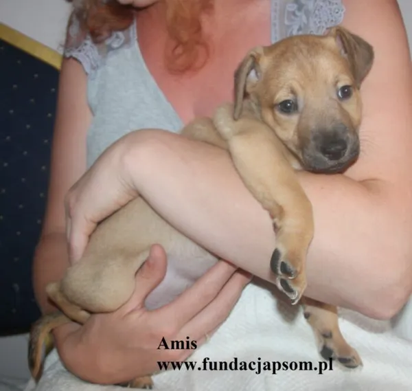 Pies do adopcji, Nowy Dwór Mazowiecki, 8 lipca 2025 (5/5)