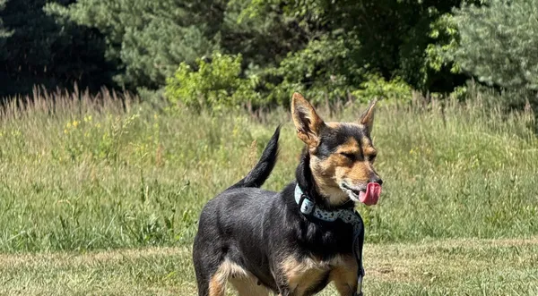 Pies do adopcji, Pieczyska, 8 lipca 2025 (1/5)