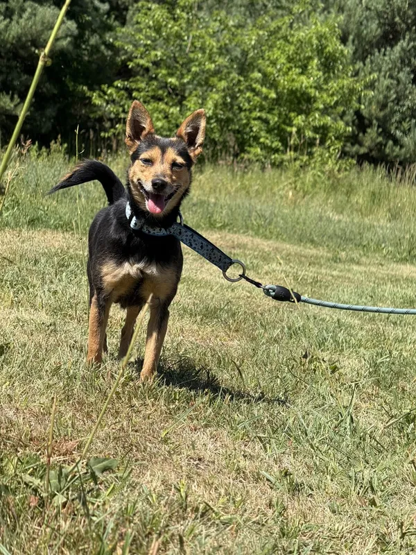 Pies do adopcji, Pieczyska, 8 lipca 2025 (2/5)