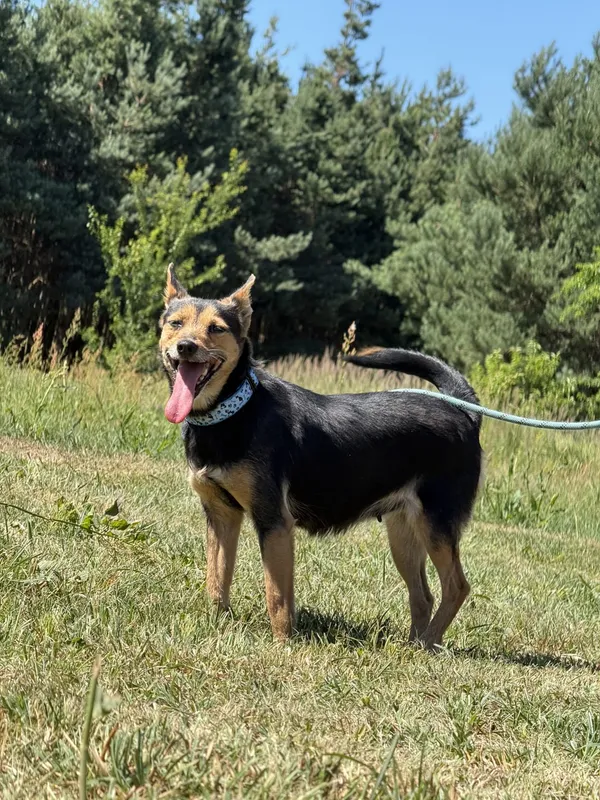 Pies do adopcji, Pieczyska, 8 lipca 2025 (4/5)