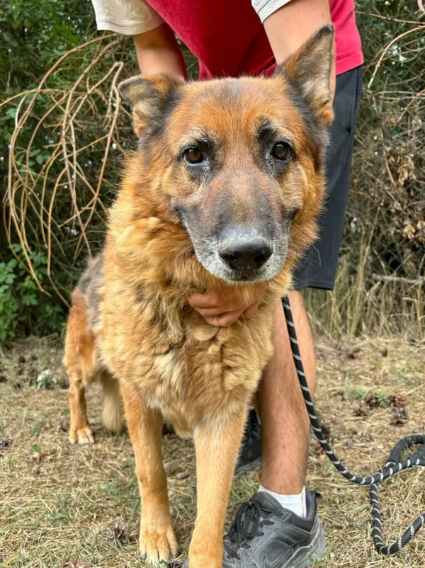 Pies do adopcji, Przyborówko, 31 października 2025 (2/4)