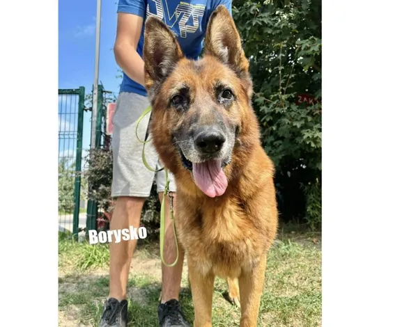 Pies do adopcji, Przyborówko, 31 października 2025 (4/4)