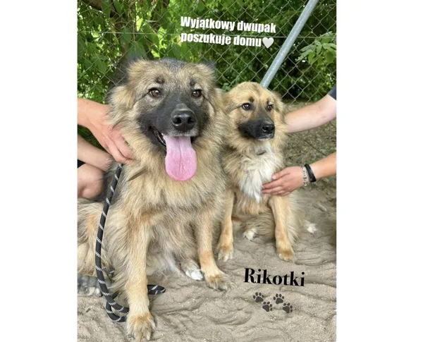 Pies do adopcji, Przyborówko, 8 lipca 2025 (4/4)