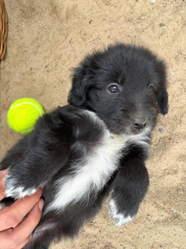 Pies do adopcji, Przyborówko, 8 lipca 2025 (2/5)